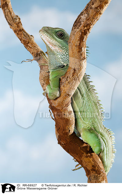 Grne Wasseragame Grner / Asian water dragon / RR-68927