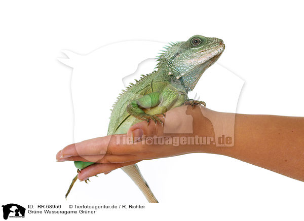 Grne Wasseragame Grner / RR-68950