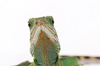 Grne Wasseragame Grner