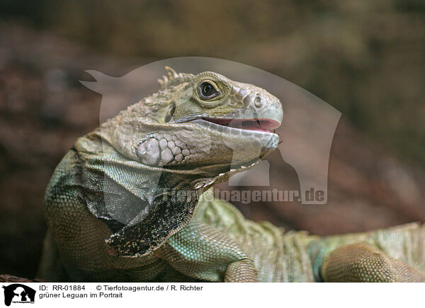 grüner Leguan im Portrait / RR-01884