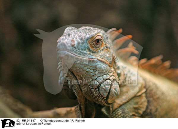 grner Leguan im Portrait / RR-01887