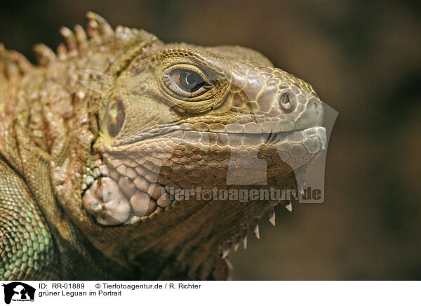 grner Leguan im Portrait / RR-01889