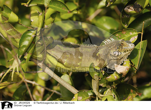 Grner Leguan / Green Iguana / JR-04529