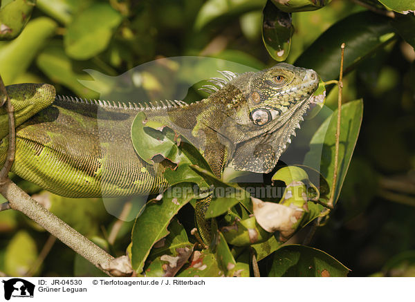 Grner Leguan / Green Iguana / JR-04530