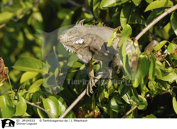 Grner Leguan / Green Iguana / JR-04533