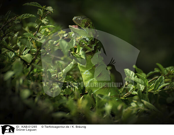 Grner Leguan / green Iguana / KAB-01285