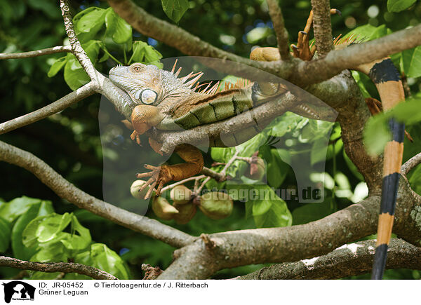 Grner Leguan / green Iguana / JR-05452