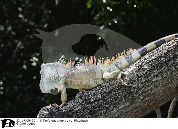 Grner Leguan / green Iguana / JR-05459