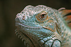 grüner Leguan im Portrait