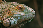 grüner Leguan im Portrait