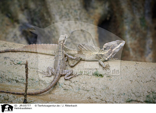 Helmbasilisken / common basilisks / JR-05777