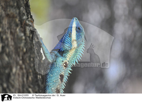 Indisch-Chinesische Waldeidechse / blue-crested lizard / SA-01055