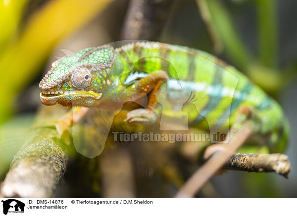 Jemenchamleon / veiled chameleon / DMS-14876