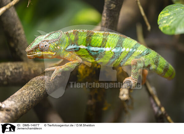 Jemenchamleon / veiled chameleon / DMS-14877