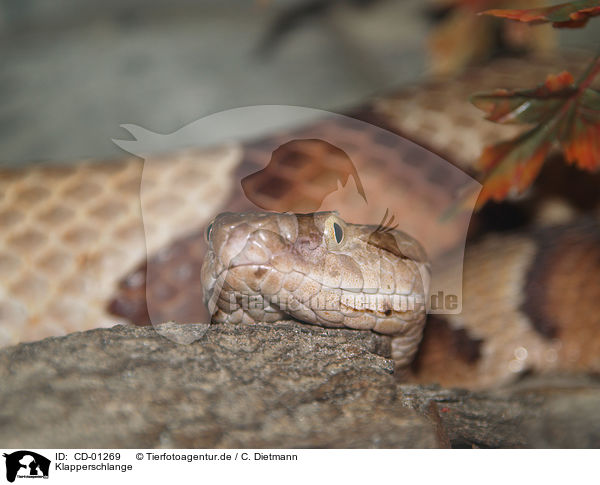 Klapperschlange / rattlesnake / CD-01269