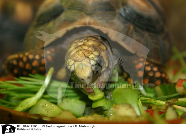 Khlerschildkrte / turtle / BM-01161