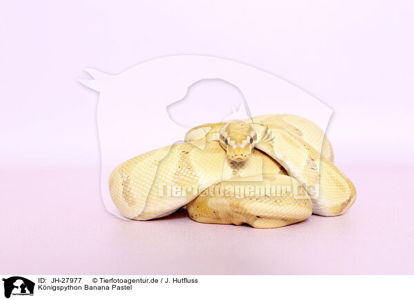 Knigspython Banana Pastel / ball python banana pastel / JH-27977