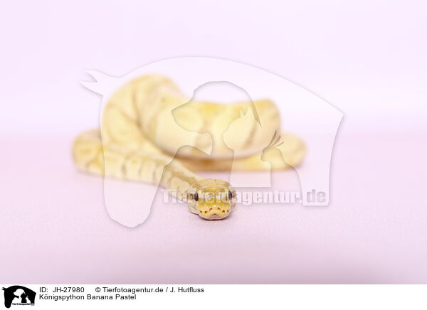 Knigspython Banana Pastel / ball python banana pastel / JH-27980