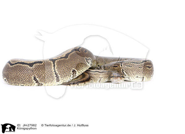 Knigspython / ball python / JH-27982