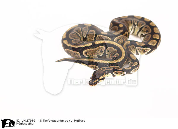 Knigspython / ball python / JH-27986