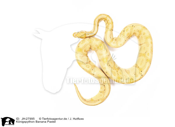 Knigspython Banana Pastel / JH-27995