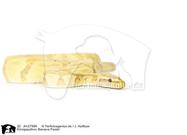 Knigspython Banana Pastel / JH-27996