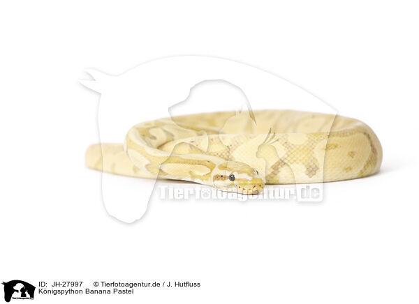 Knigspython Banana Pastel / ball python banana pastel / JH-27997