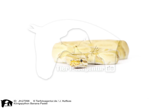 Knigspython Banana Pastel / ball python banana pastel / JH-27998