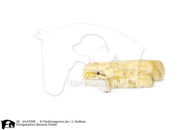 Knigspython Banana Pastel / JH-27999