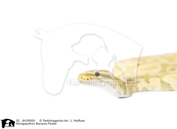 Knigspython Banana Pastel / JH-28000