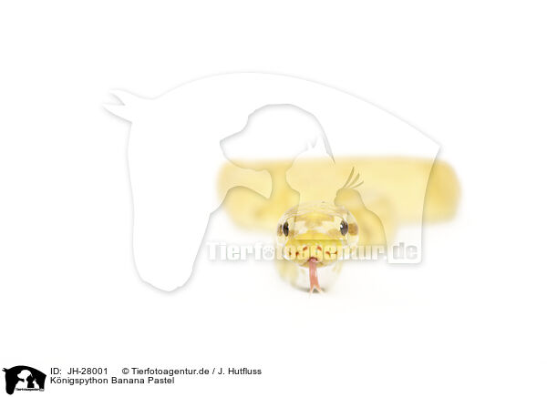 Knigspython Banana Pastel / JH-28001