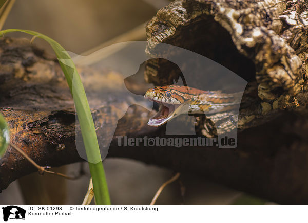 Kornnatter Portrait / Corn Snake portrait / SK-01298