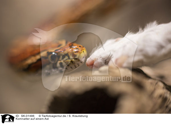 Kornnatter auf einem Ast / Corn Snake on a branch / SK-01486
