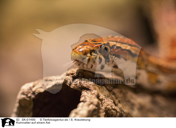 Kornnatter auf einem Ast / Corn Snake on a branch / SK-01490