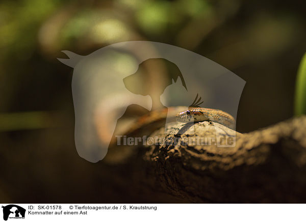 Kornnatter auf einem Ast / Corn Snake on a branch / SK-01578