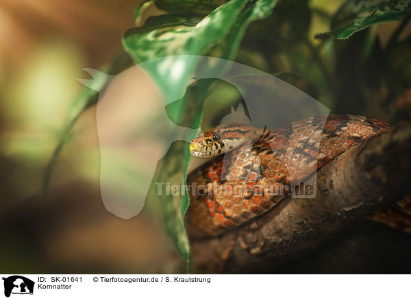 Kornnatter / Corn Snake / SK-01641