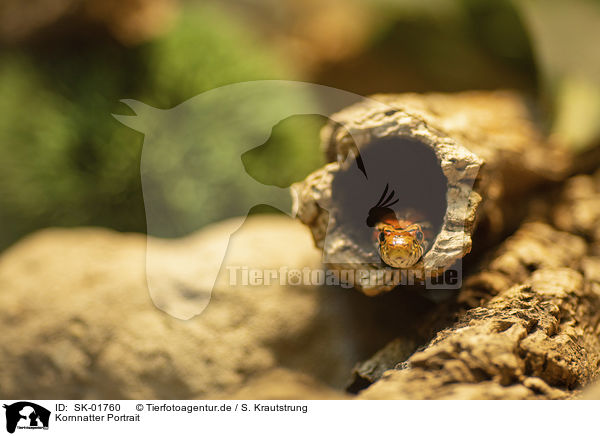 Kornnatter Portrait / Corn Snake portrait / SK-01760