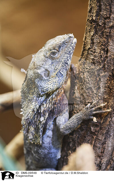 Kragenechse / frill-necked lizard / DMS-09548