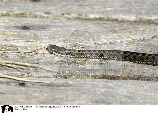 Kreuzotter / common adder / HB-01955