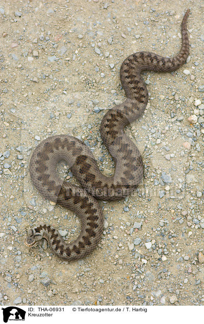 Kreuzotter / Adder / THA-06931