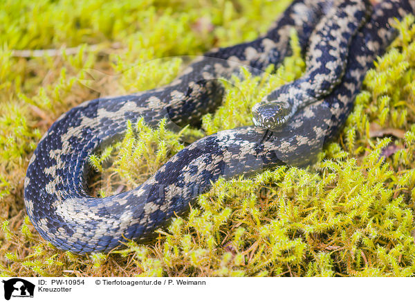Kreuzotter / European adder / PW-10954