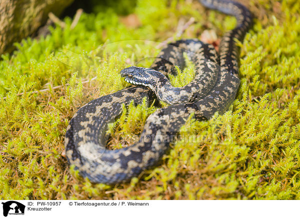 Kreuzotter / PW-10957