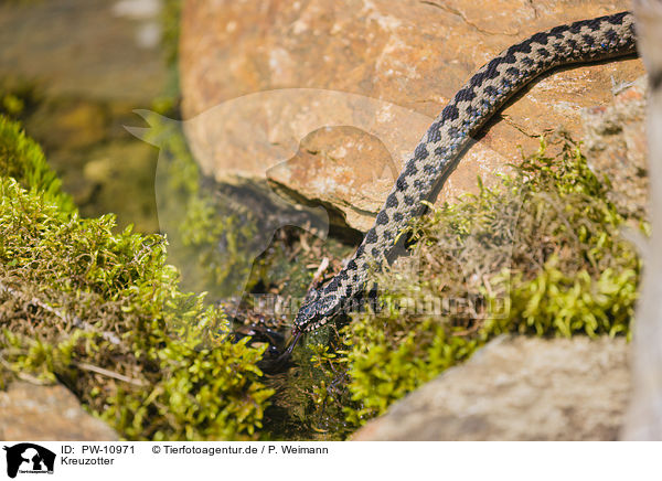 Kreuzotter / European adder / PW-10971