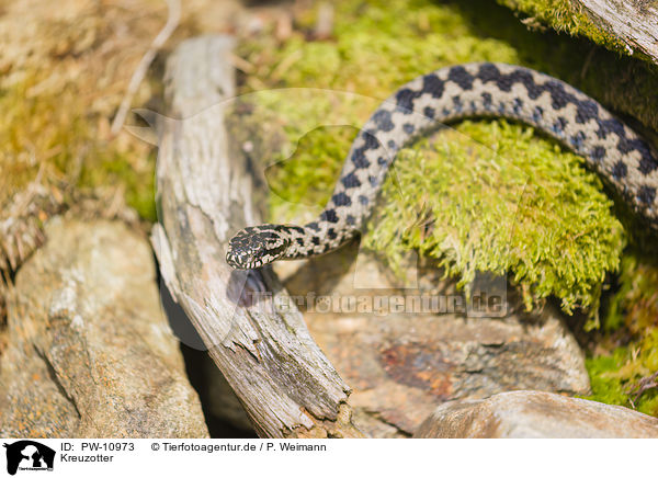 Kreuzotter / European adder / PW-10973