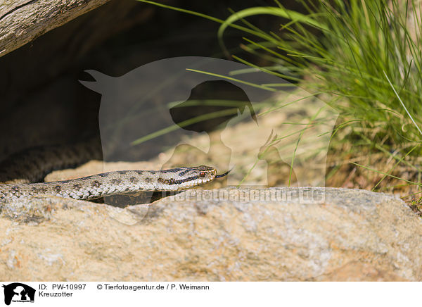 Kreuzotter / European adder / PW-10997