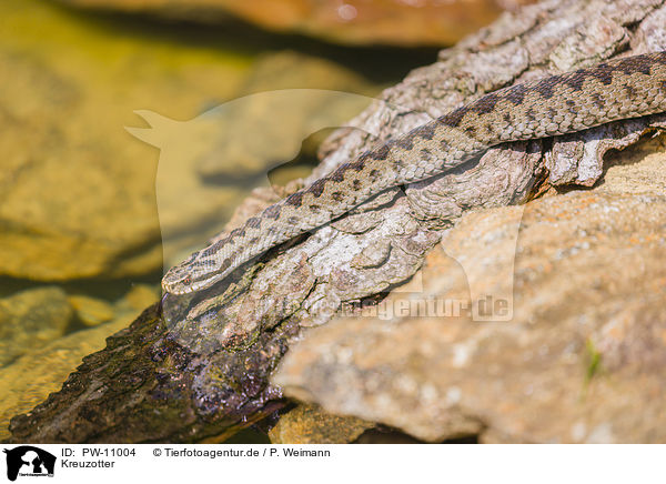 Kreuzotter / European adder / PW-11004