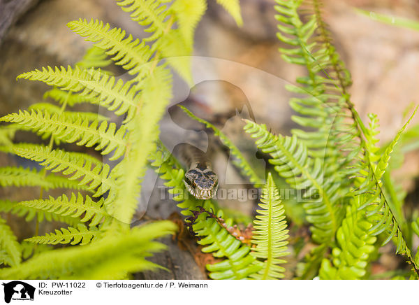 Kreuzotter / European adder / PW-11022