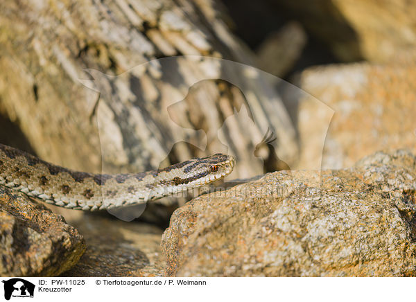 Kreuzotter / European adder / PW-11025
