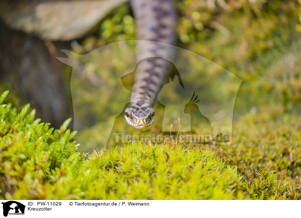 Kreuzotter / European adder / PW-11029
