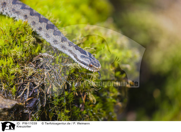Kreuzotter / European adder / PW-11039